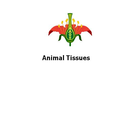 Animal Tissues